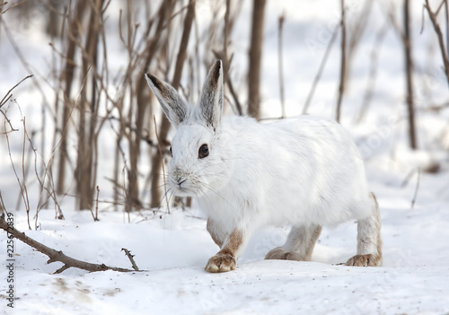 Snowshoe hare or Varying hare (Lepus americanus) walking in winter in Canada