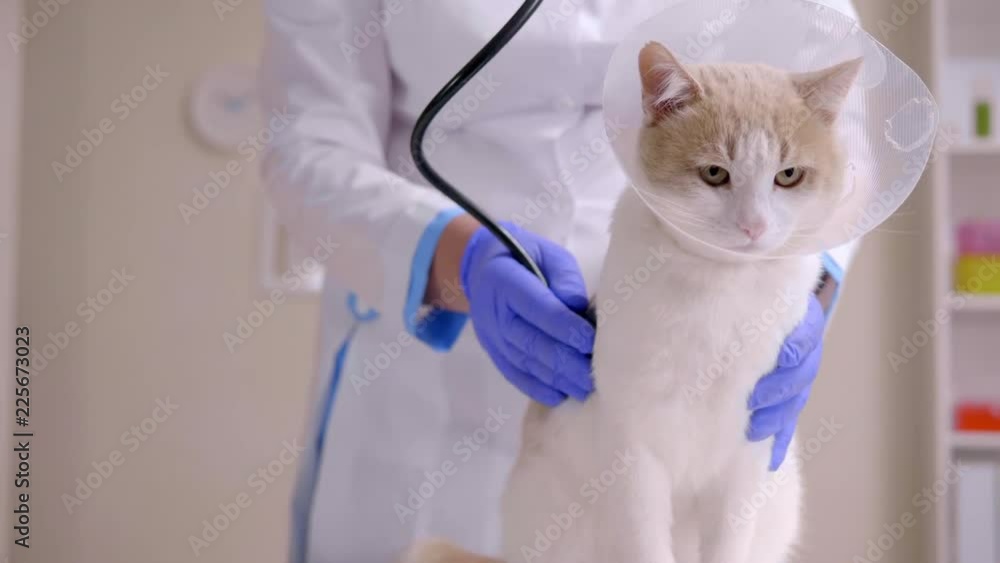Veterinarian doctor checks cat in elizabethan collar Veterinarian doctor checks cat in elizabethan collar