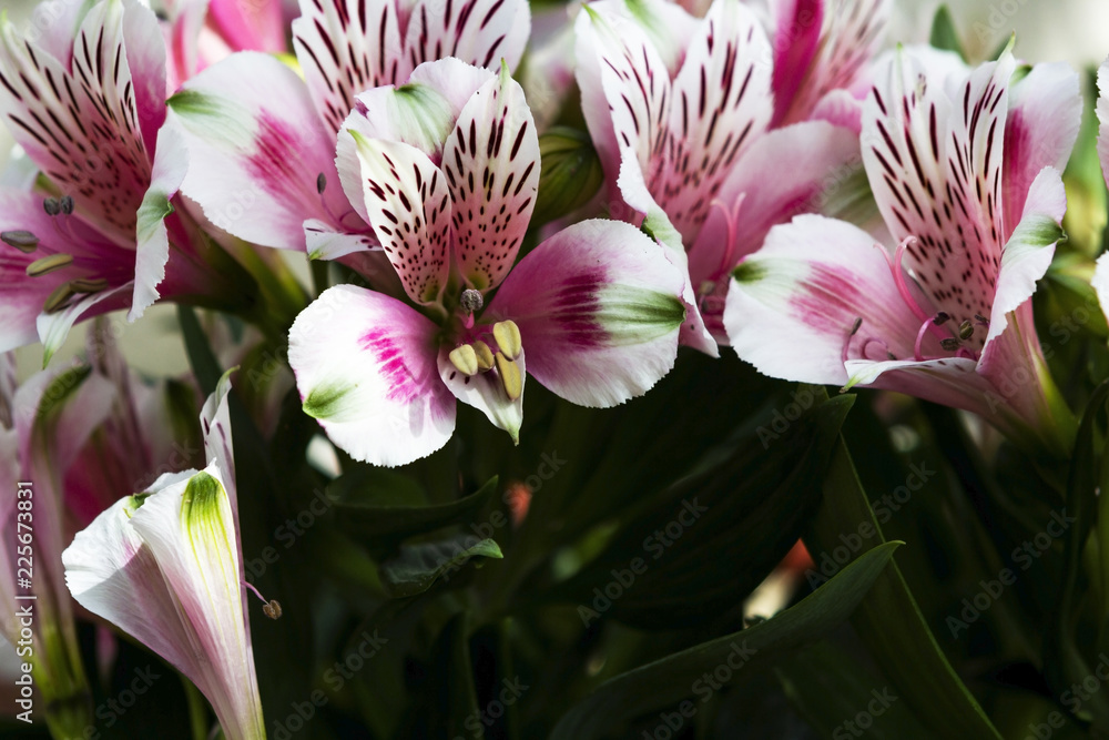 Fototapeta premium Pink Alstroemeria lilies flowers in garden, full bloom, in natural light.