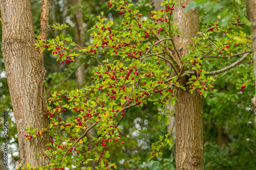 tree with greenand red leaves