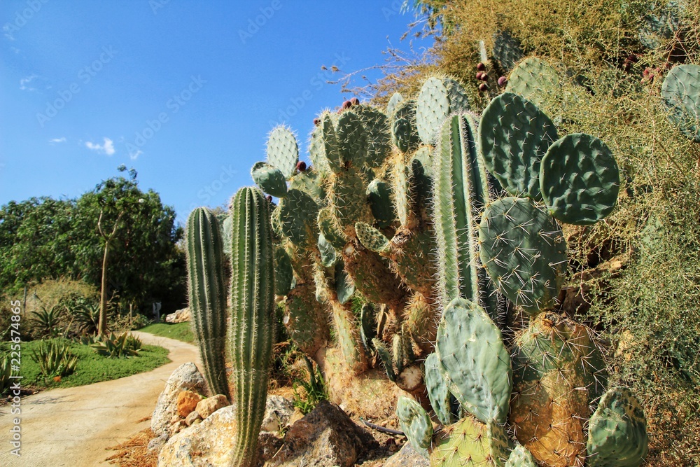 Beautiful Cactus garden in Cabo de Gata, Nijar, Almeria Beautiful Cactus garden in Cabo de Gata, Nijar, Almeria