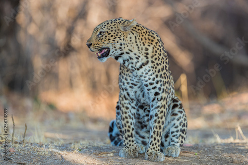 An African leopard (Panthera pardus pardus), South Luangwa, Zambia © billie16