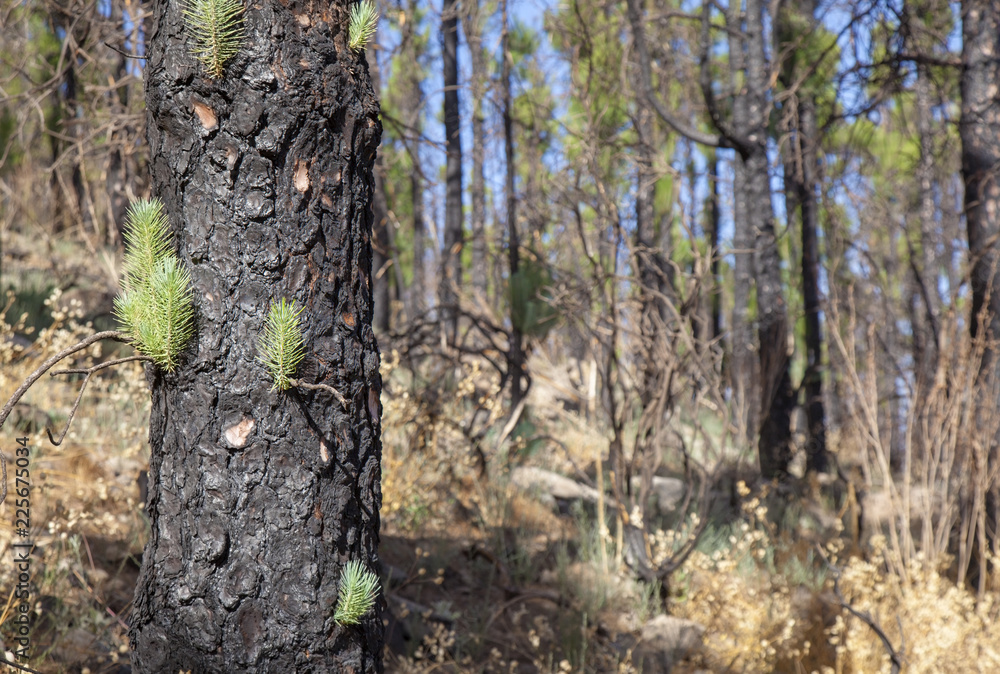 Obraz premium Gran Canaria, Las Cumbres