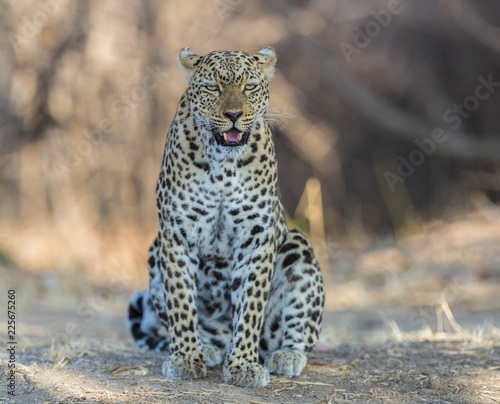 An African leopard (Panthera pardus pardus), South Luangwa, Zambia