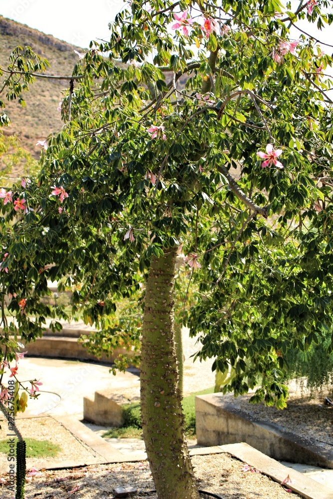 Ceiba speciosa tree in the garden