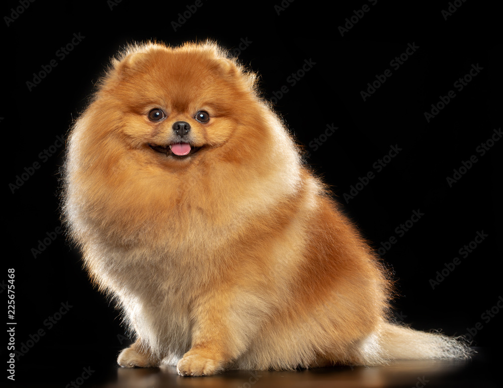 Pomeranian spitz Dog on Isolated Black Background in studio Pomeranian spitz Dog on Isolated Black Background in studio