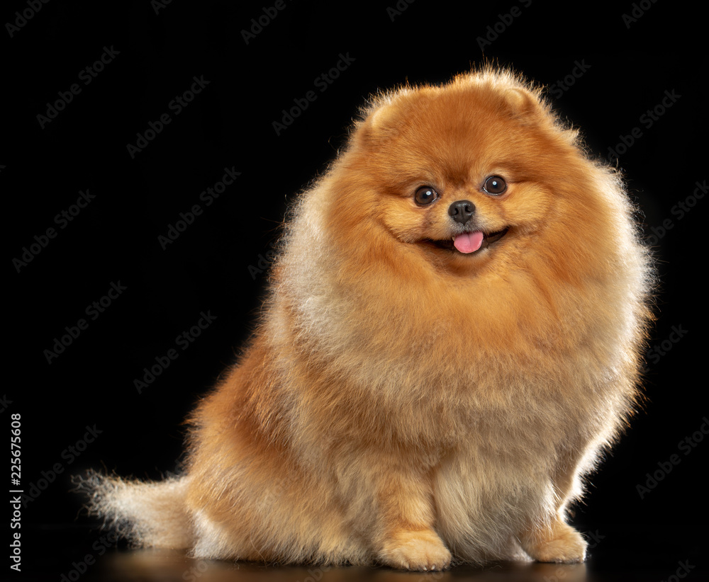 Pomeranian spitz Dog on Isolated Black Background in studio Pomeranian spitz Dog on Isolated Black Background in studio