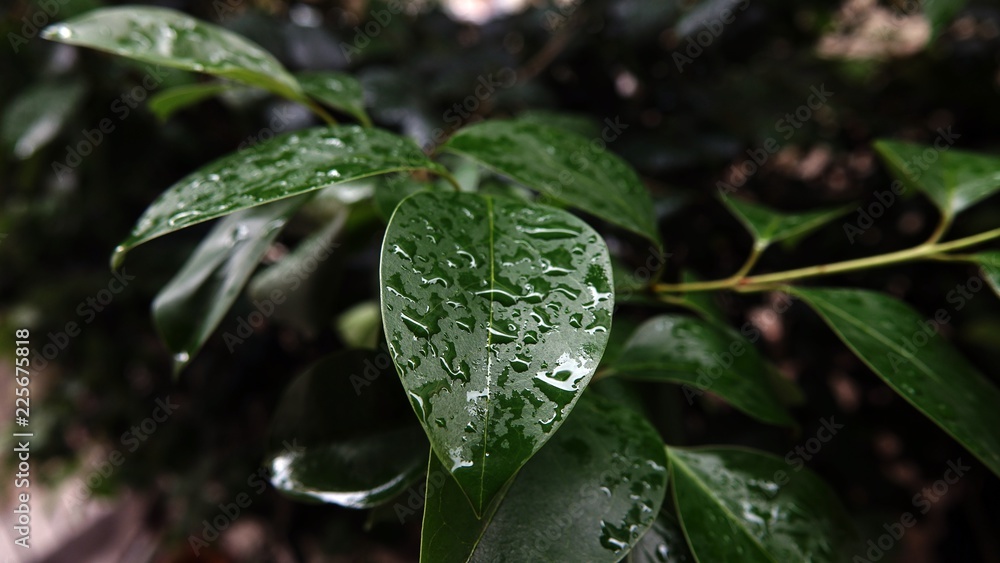 green leaf soaked in the rain green leaf soaked in the rain