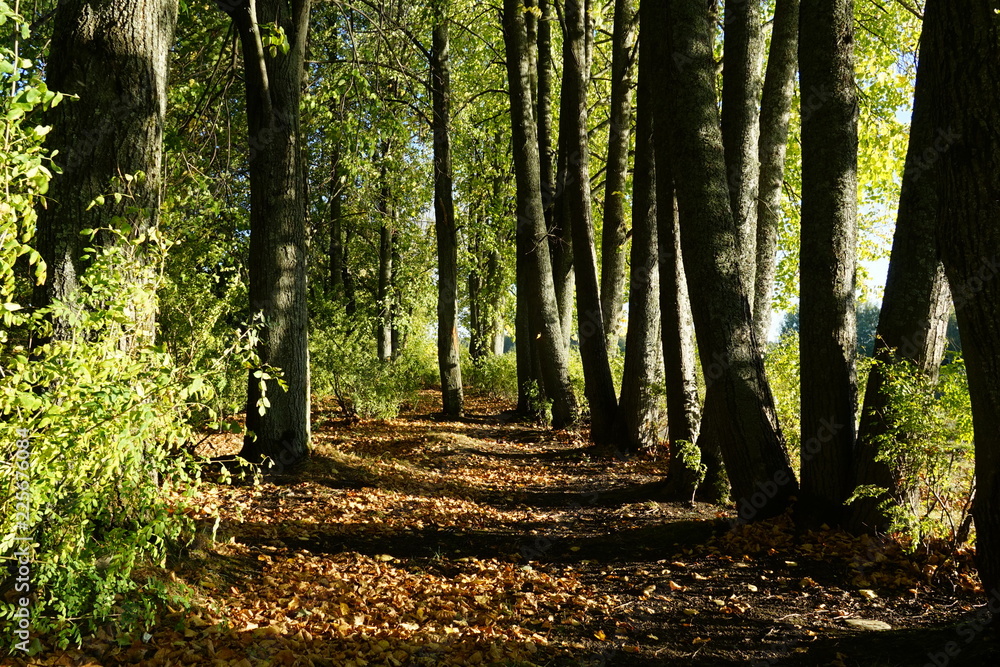 Obraz premium autumn