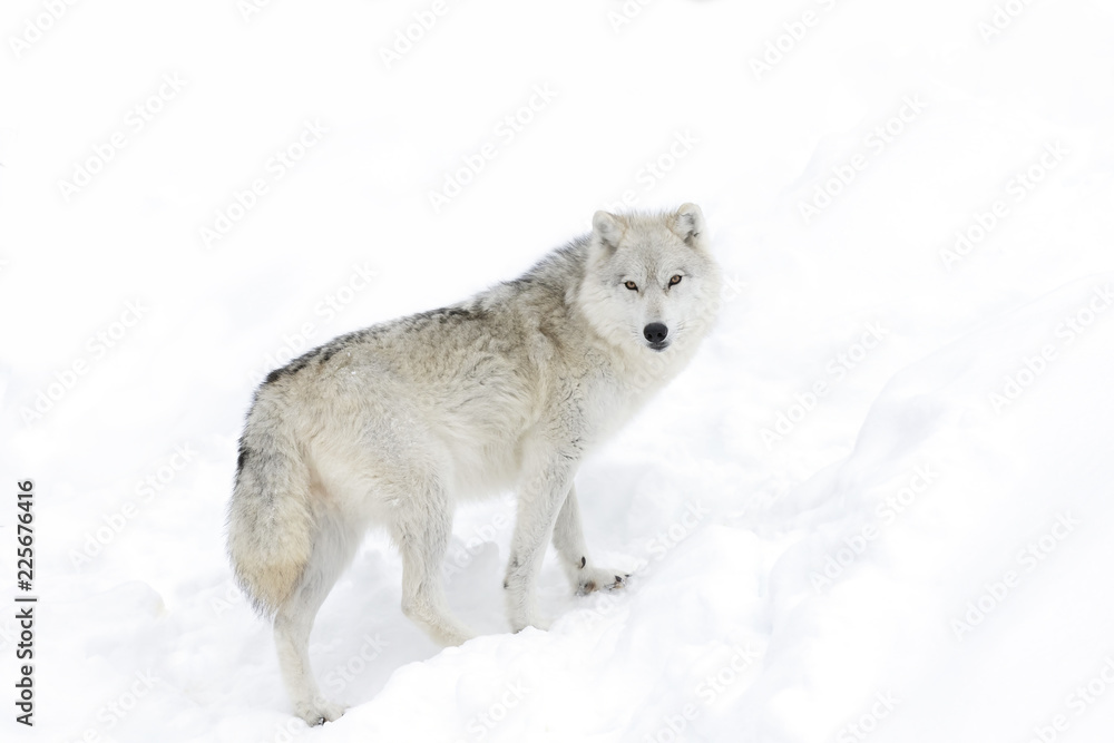 Fototapeta premium A lone Arctic wolf (Canis lupus arctos) isolated on white background walking in the winter snow in Canada