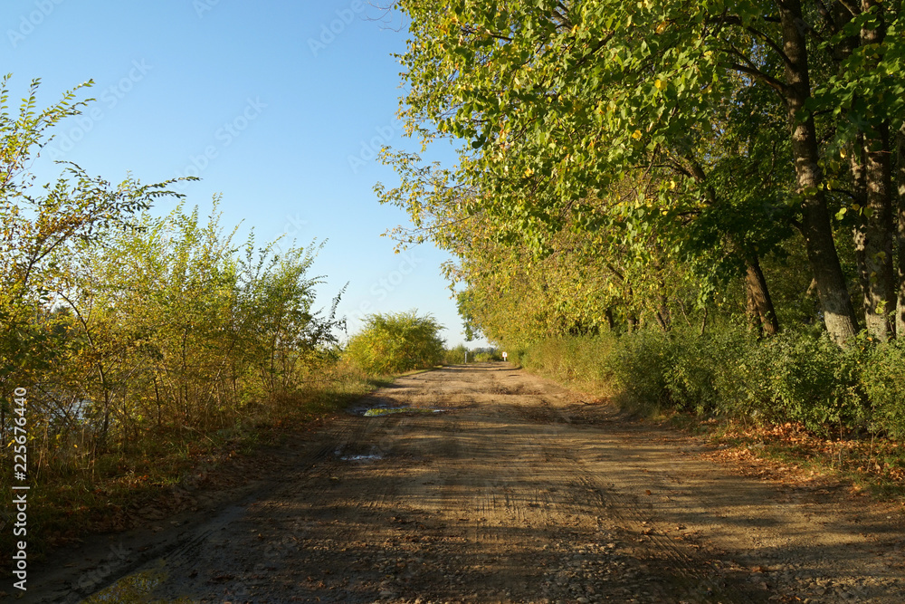 Fototapeta premium autumn