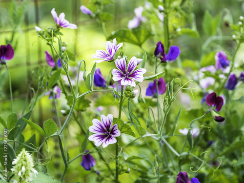 Purple and white hollyhock mallow or zebra mallow blooming in the garden