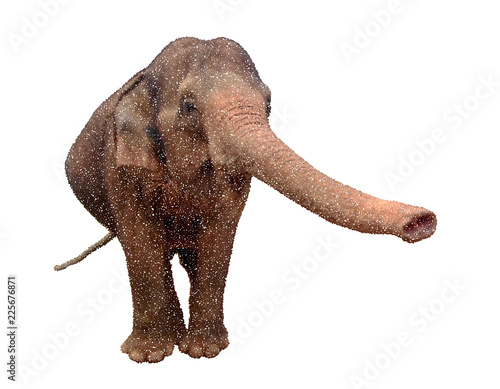 Asian elephant. Isolated on white background. Vector illustration.