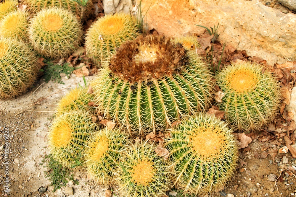 Echinocactus grusonii texture in the garden Echinocactus grusonii texture in the garden