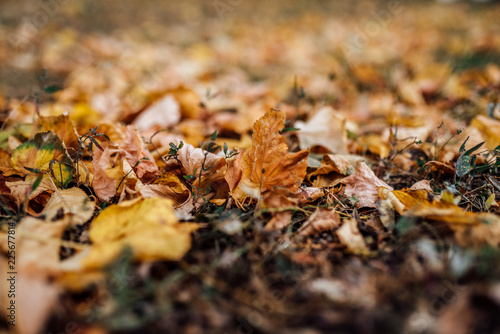 maple leaves, autumn