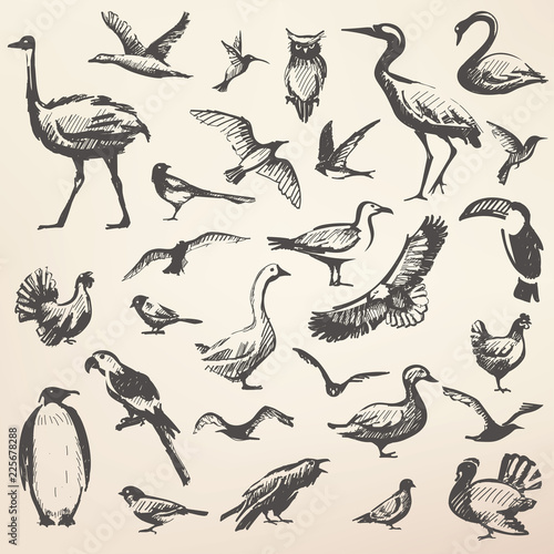 Birds big hand drawn collection, vector silhouettes in sketch style, wildlife template