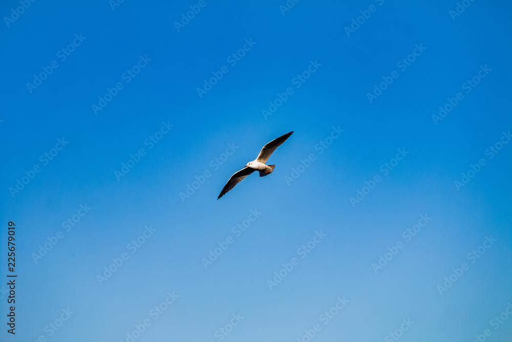 seagull flying in the blue sky seagull flying in the blue sky