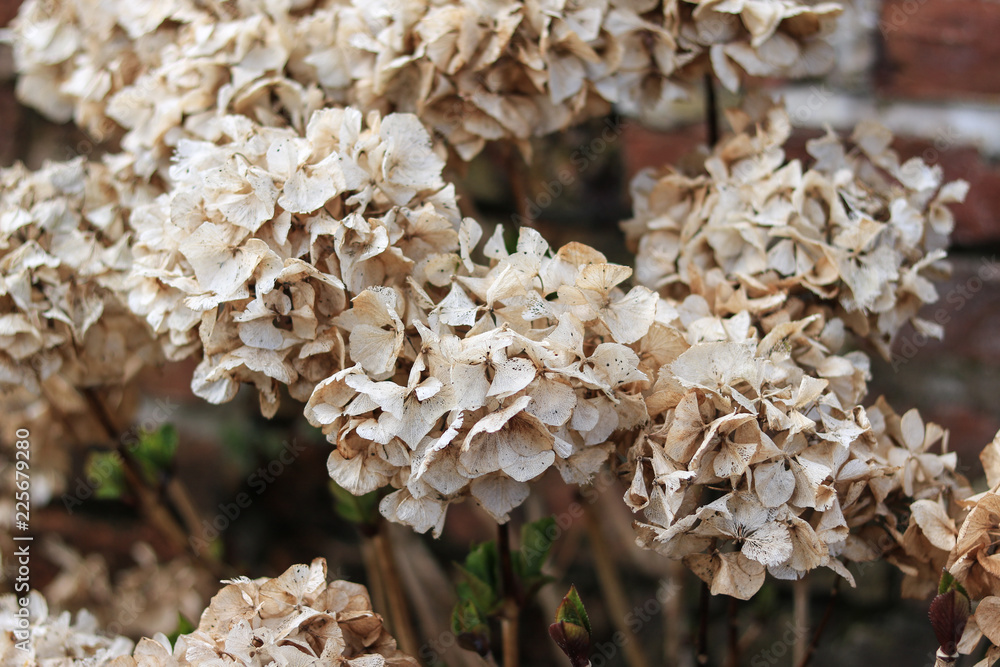 Dry flowers in the garden during winter time Dry flowers in the garden during winter time