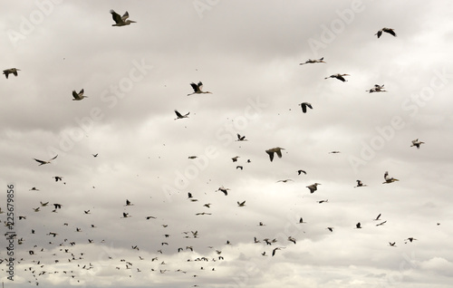 a flock of storks is flying on Manyara Lake, Tanzania, Africa