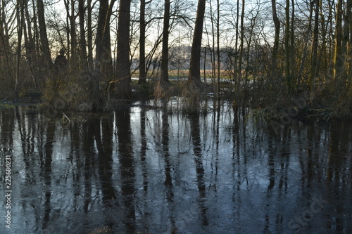 Reflectie van bomen op een bevroren vennetje in een natuurgebied bij de Kruisbergse bossen