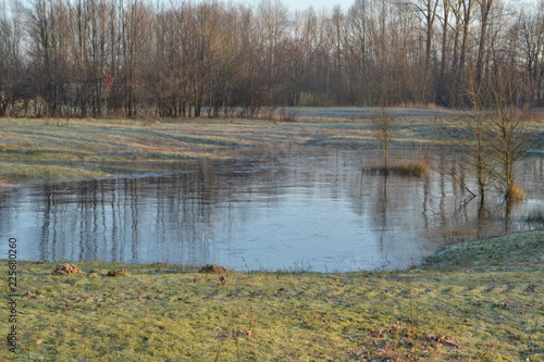 Obraz na płótnie reflectie van bomen in vennetje in een berijpt natuurgebied bij de Kruisbergse b