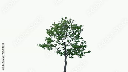High quality 10bit footage of tree on the wind isolated on white background.  Made from 14bit RAW
