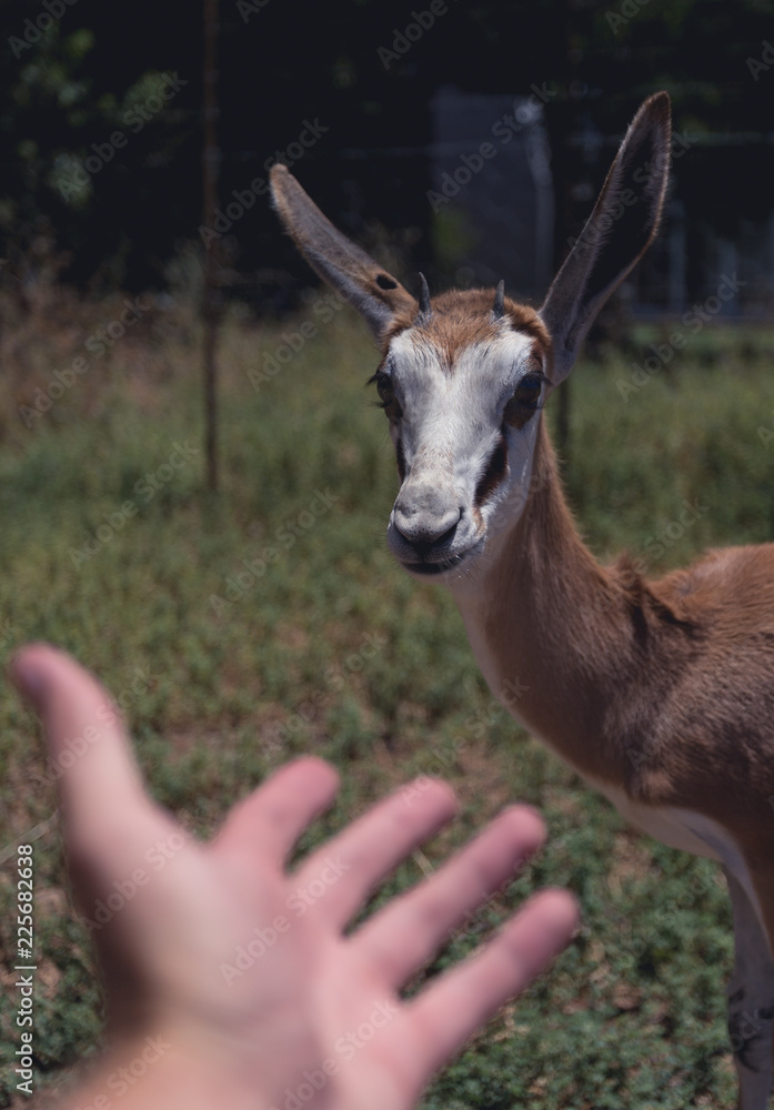 Obraz premium Springbok buck