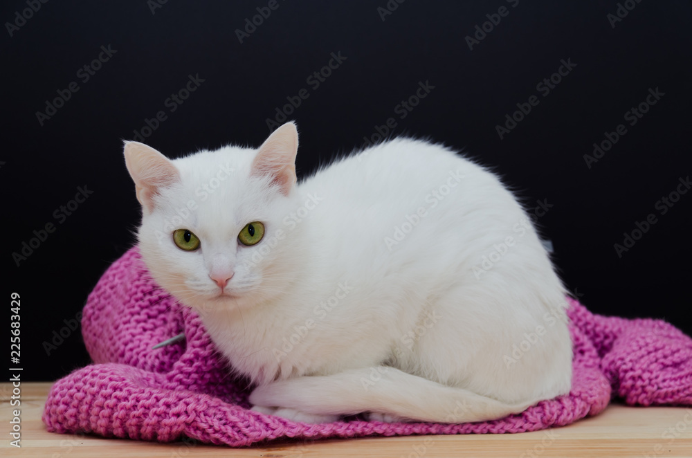 White cat with green eyes sitting on a knitted sweater on a wooden table on a black background