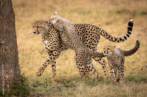 Cheetah cub jumps on mother beside another