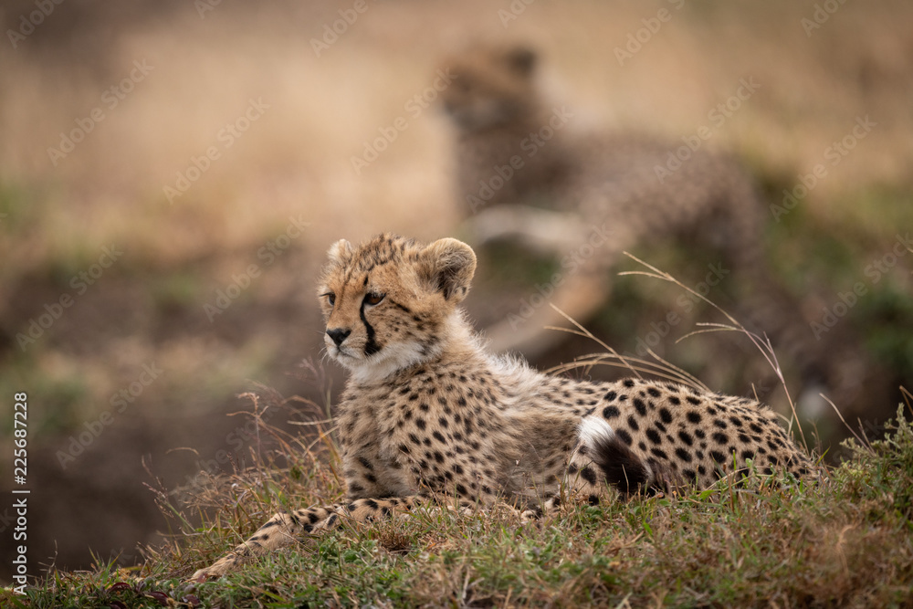 Cheetah cub lying on grass behind another Cheetah cub lying on grass behind another