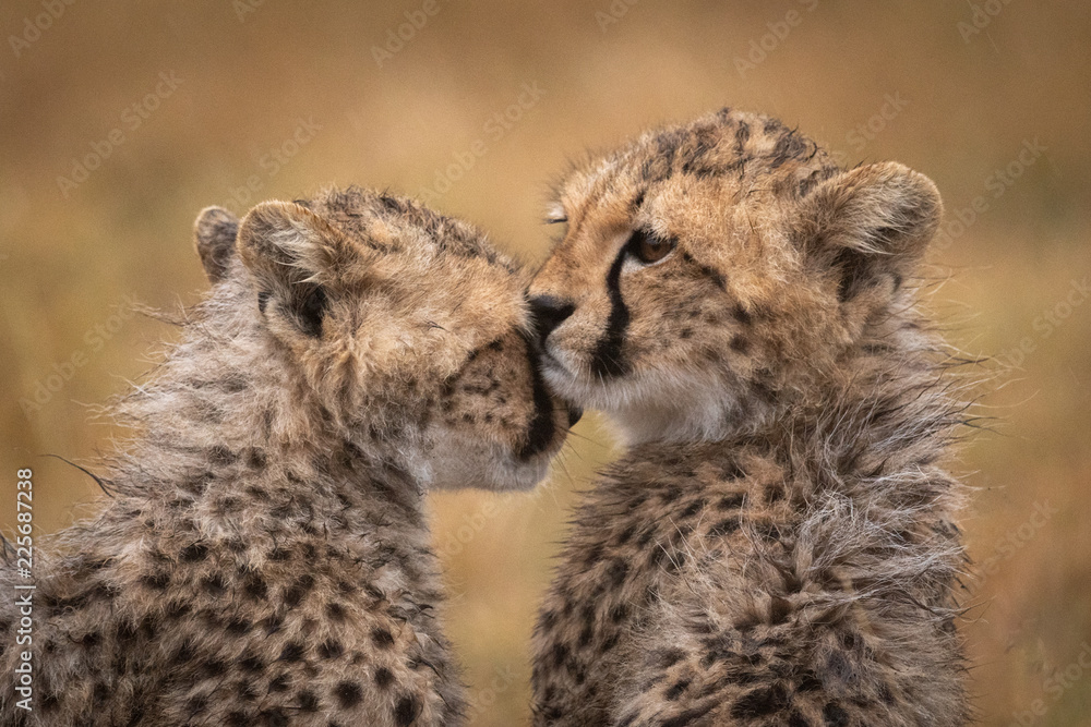 Obraz premium Cheetah cub nuzzles another in the rain