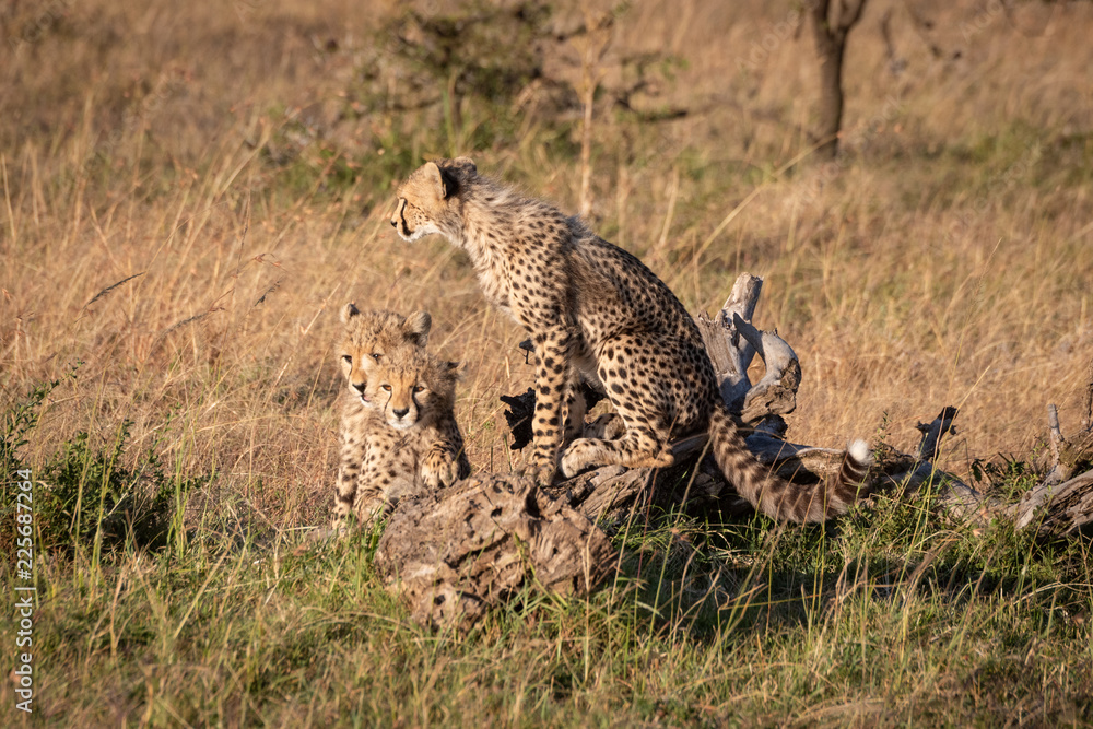 Cheetah cub on log with two others Cheetah cub on log with two others