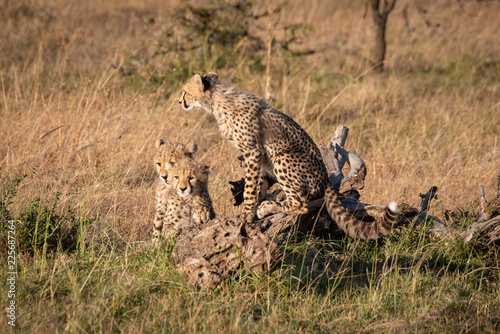 Cheetah cub on log with two others