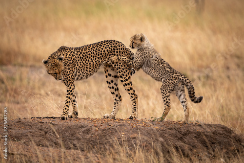 Cheetah cub on hind legs wrestles mother