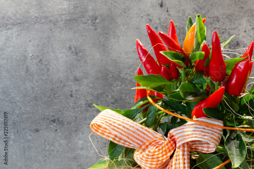 Chilipflanze mit vielen bunten Schoten vor einem grauen Hintergrund photo