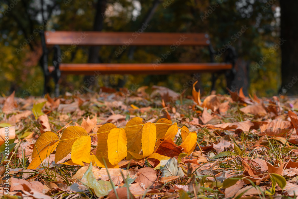 Obraz premium dried leaves closely photographed