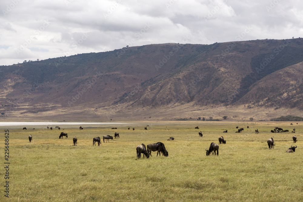 Panoramic view inside Ngorongoro crater, Tanzania, Africa