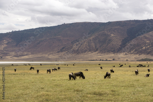 Panoramic view inside Ngorongoro crater, Tanzania, Africa © Massimo