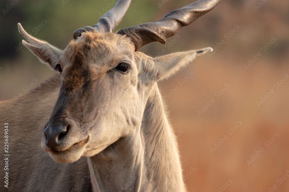 Common Eland portrait