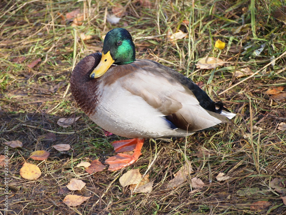 Obraz premium Drake.