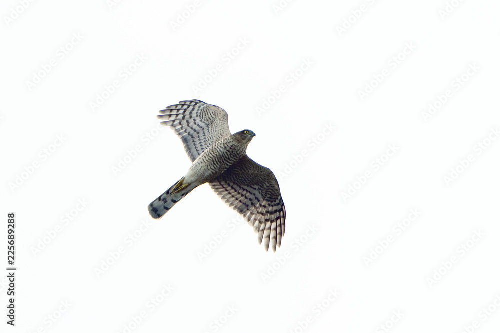 Eurasian Sparrowhawk, Sparrowhawk, Accipiter nisus Eurasian Sparrowhawk, Sparrowhawk, Accipiter nisus