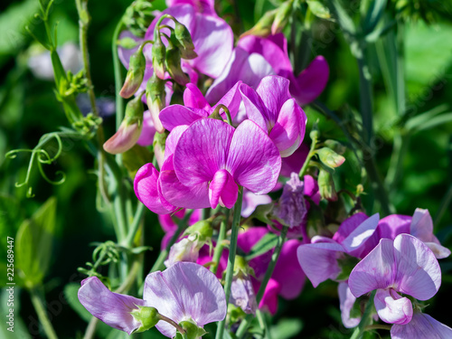 wild sweet pea flowers along the river 3