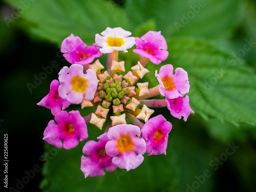 Small Lantana flowers
