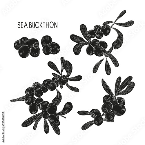 Sea buckthorn. Berry. Set. Silhouette. On a white background.