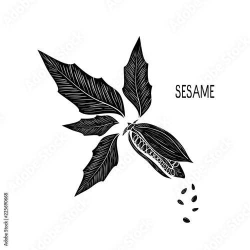 Sesame. Plant. Fetus. Seed. Leaves. Sketch. Monochrome. Silhouet