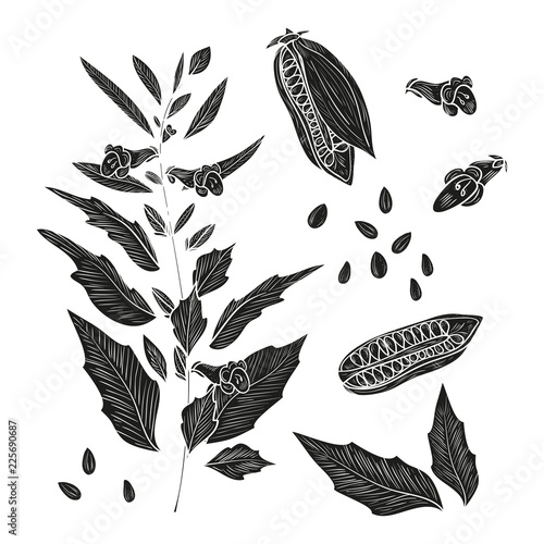 Sesame. Plant. Fetus. Seed. Leaves. Sketch. Set. Monochrome. Sil