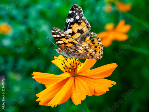 Painted Lady Butterfly on a Cosmos Flower 5