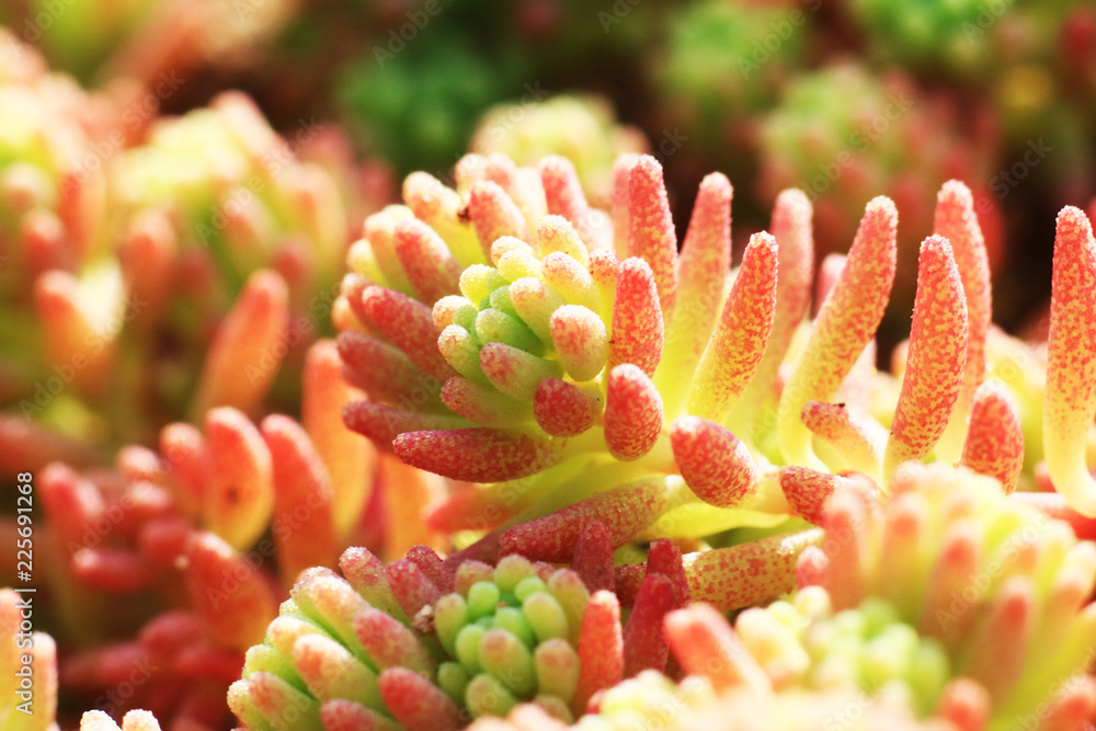 Sedum rubrotinctum plant. Macro photography. Decorative flowers. Sedum rubrotinctum plant. Macro photography. Decorative flowers.