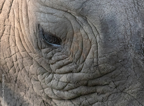 White rhino portraite © African Images 