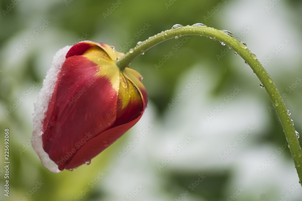 mokry tulipan czerwony zgięty przez opady śniegu na rozmytym zielono-białym tle - obrazy, fototapety, plakaty 